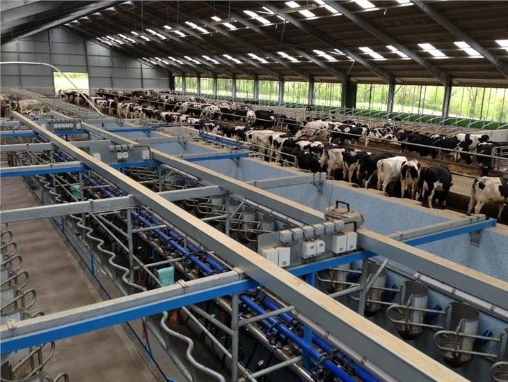 Automation And Sanitary Prefab Steel Structure Cow Shed With Corrugated Steel Sheet